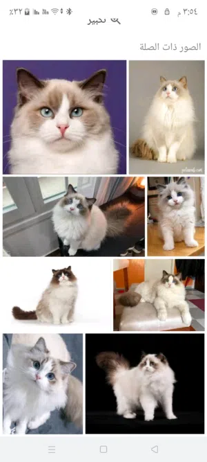 عايزه قطه بنت راغدول باي كولور .شهرين .بسعر حنين في (الجيزه)