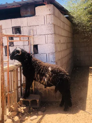 حولي هجين ميزان ربي ايبارك مش مبدل