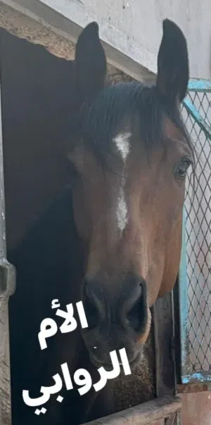 موجود مهرعمر 3 سنوات مستورد الاب والام معسوف هادي جدا