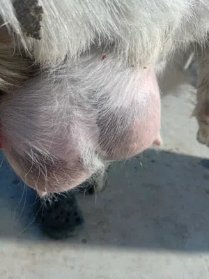 ماعز ثلاث حبات وراها توم جديان عمرهن اسبوعين بصلاه على النبي