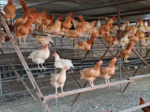 صوص جاج لوهمان صلاة النبي فراخ مميزة بأسعار ناااااار ومتاح توصيل ان شاء الله لكل الأردن