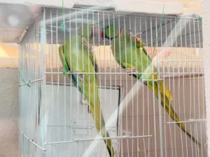 Indian Ringneck Breeding pair. With Cage and Breeding Box. Whatsapp for Videos with chicks