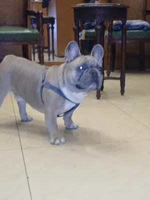 فرنش بالدوج