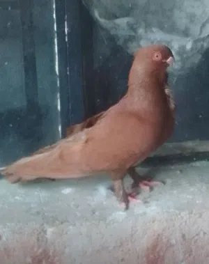 جوز شغال جدا