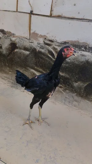 ديجين ودجاجه هراتي عمر 5اشهر