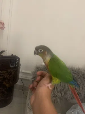 بغبغاء conure