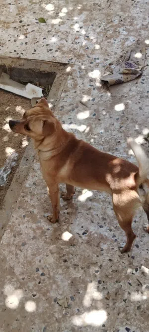 كلب فايست تيرير Feist Terrier