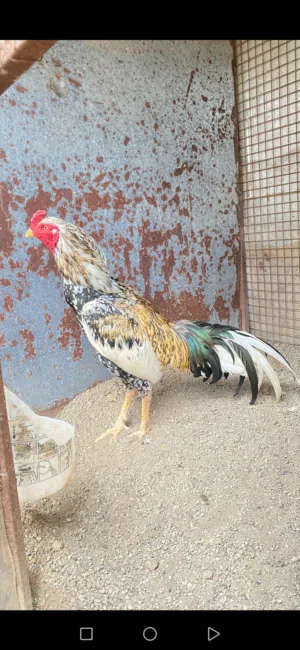 للبيع ديك باكستاني طير موالي بنجابي