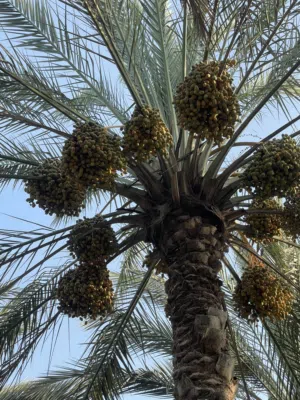 بسر مبسلي (فاغور)