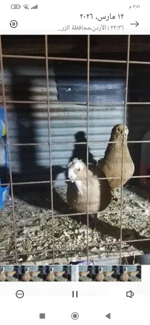 جوز تجويز جديد