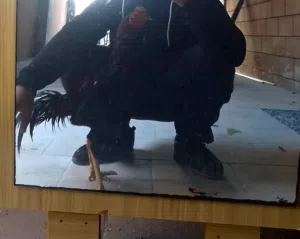 للبيع  ديج ياباني