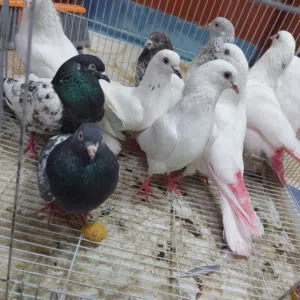 Pakistani pigeons very high flying