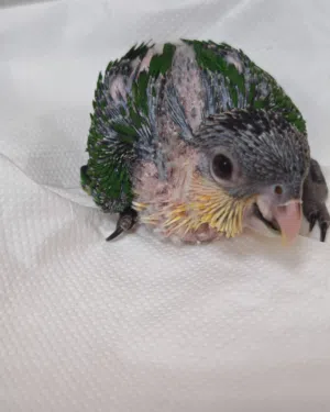 فرخ كايك بلاك هيد (Black Headed Caique)