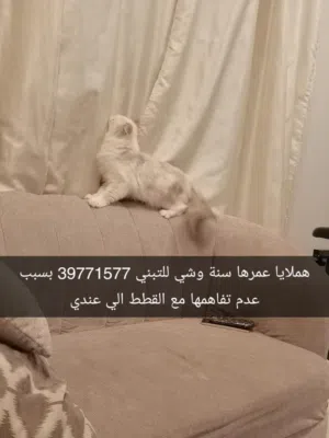 قطة هملايا للتبني