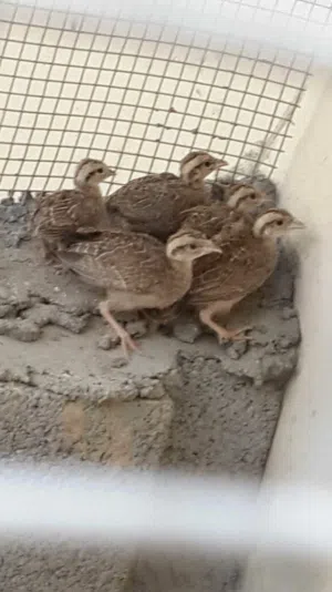 صفارد فروخ وزوج توجد خدمه التواصل الي جميع المناطق السلطانية
