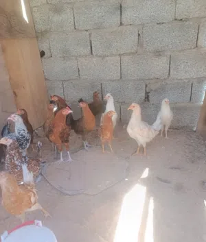 كتاكيت دجاج عربي غليض تبارك الله العمر 3 اشهر ونصف صحتهم ممتازه
