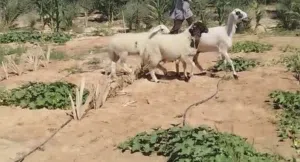 نعجتين متومات سنهن أول جمع، وحدة تحتها 2 ذكور، ووحدة 2 اناث، اللهم بارك