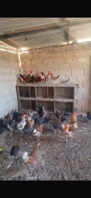 دجاج للبيع عمر 9 اشهر بياض