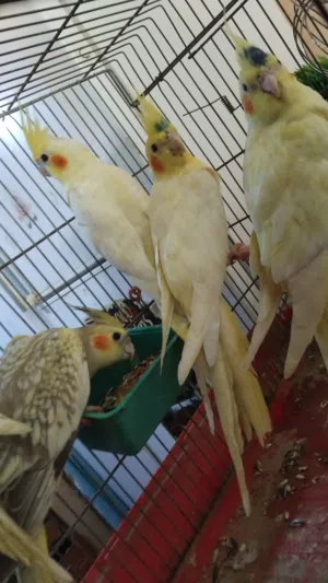 كوكتيل نص ترويط7لتينو واحد ايزبيل