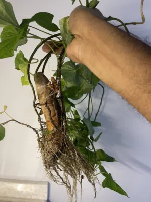 Top healthy Sweet potato plant