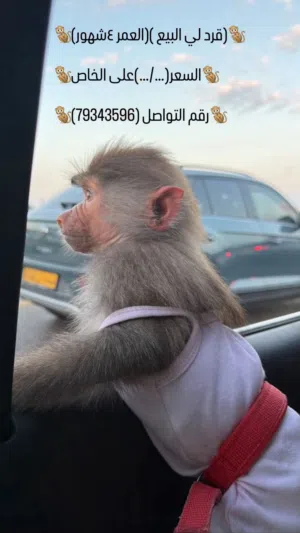 قرد ذكر للبيع