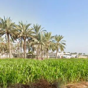 عقارات 
