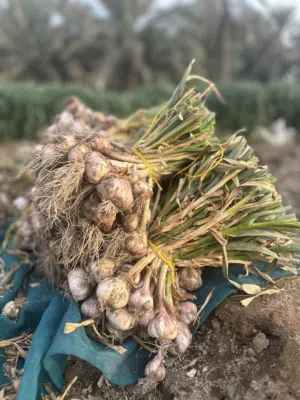 ثوم عماني للبيع