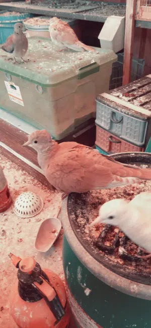 حمام ياكريم نخب شغال إنتاج 100% مميز