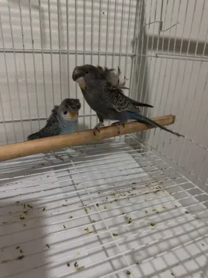 مجموعة بادجي بلاكات نوادر طفرات دبل بلاك وسبلتات بلاك فيس وي