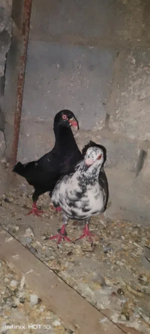 حمام للبيع حط سعر و شيل