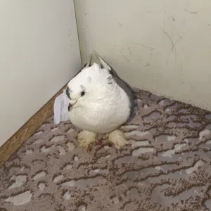 بيع حمام ايرانيه