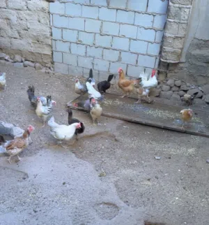 للبيع دجاج وحمام وفروخ