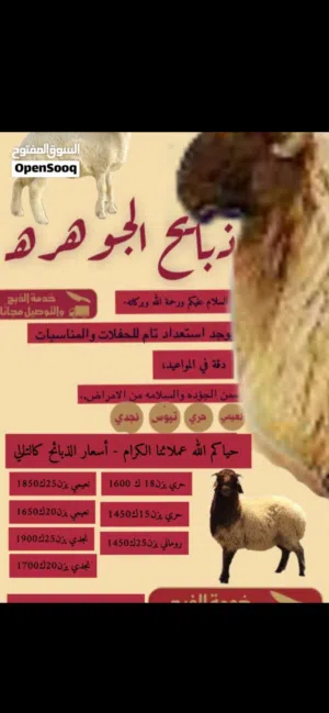 ضحاياء للبيع