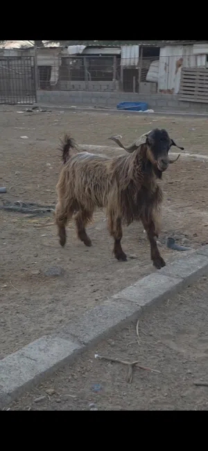 فحل حار لون جميل