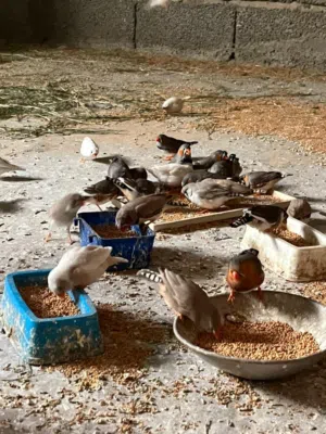متاح زيبرا ربي يبارك ما شاء الله.  . . . . . . .. . .