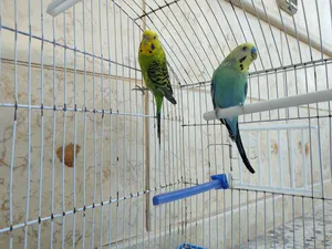 ‏طيور‏3