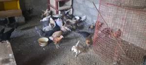 دجاج عماني