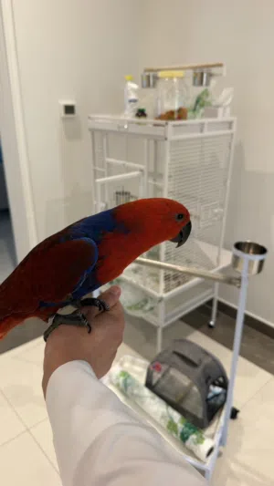 اكلكتوس  Eclectus