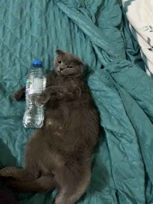 Female Scottish fold