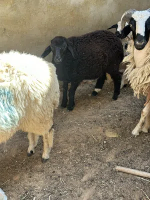 فطيمه ربي يبارك