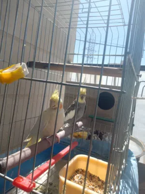 بسم الله ما شاء الله كوكتيل