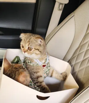 Pure Scottish Fold and British short-hair 6 months