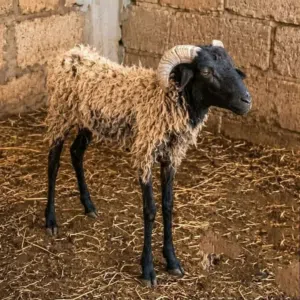 دبح وسلخ وتقطيع علي اربعه