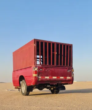 عربانة قلص