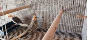 اقرا الوصف بسم الله مشاءالله كوكبيه كوكتيل بى انتاجها