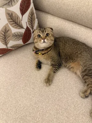 قطة سكوتش فولد أنثى مطعمه