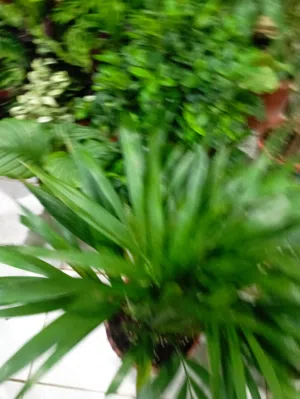 مشتل الساحه الخضراء