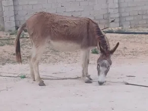 حماره للبيع