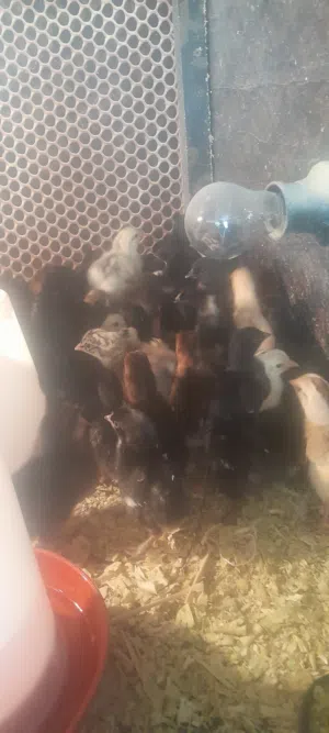 صيصان بلدي