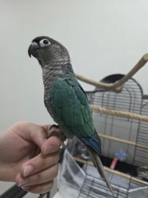 بلو شيك كنيور تركواز مع القفص واغراضه